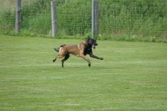 Hundeschule und Welpenprüfung am 14.06.2024