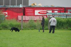 Stöber-, IBGH- und Rally Obedience Prüfungen am 16.06.2024 